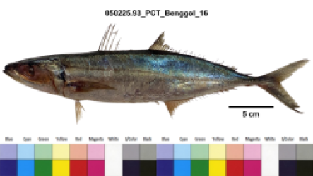 Decapterus macarellus
