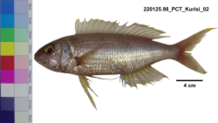 Nemipterus sugillatus