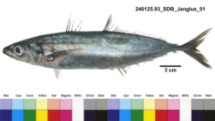 Decapterus macarellus